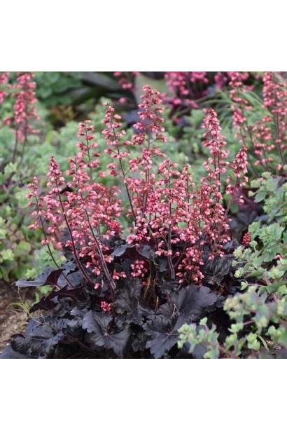 Гейхера гібридна ‘Таймлес Найт’ у квітнику